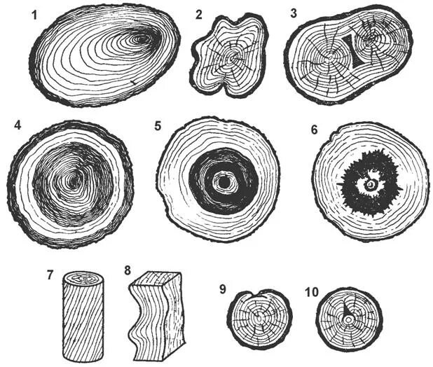 Пороки формы ствола овальность. Пороки древесины пороки формы ствола. Пороки строения древесины водослой. Пороки формы ствола древесины овальность.