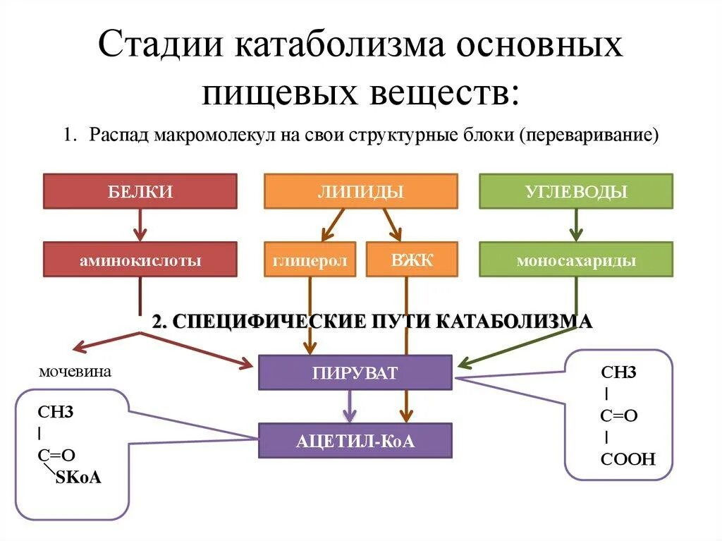 Общая схема катаболизма белков жиров углеводов. Схема катаболизма пищевых веществ биохимия. Схема Общие пути катаболизма углеводов. Схема метаболизма основных пищевых веществ: углеводов, жиров, белков.. Пути распада