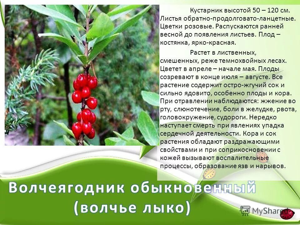 Ландыш ядовитое растение. Ядовитые растения занесенные в красную книгу. Волчье лыко ядовитое или нет. Ядовитые растения самарской области. Волчье лыко ядовитое.