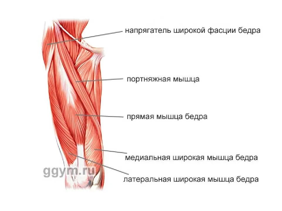 Латеральные медиальные мышцы