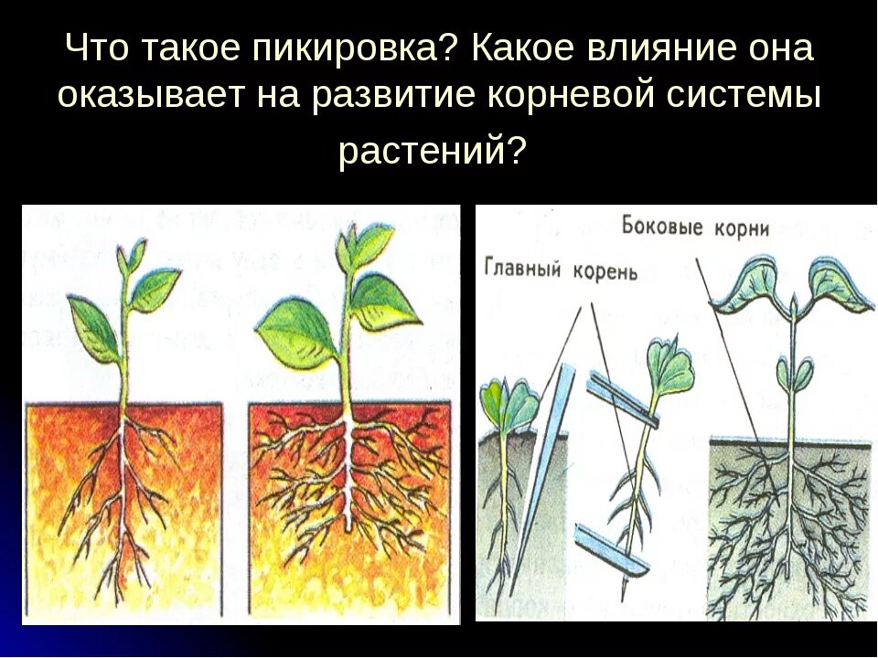 Экспериментатор при пикировке капусты