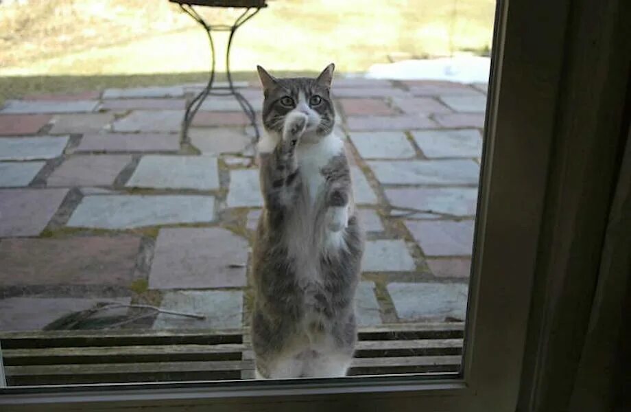 Кот стучится в дверь. Котик стучит. Кошка стучит в дверь. Кот постучал в окно. Кошки пришла через