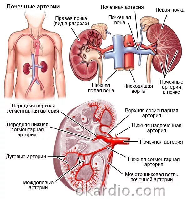 Артерия и вена почки. Строение почечной артерии. Добавочные почечные артерии схема. Кровоснабжение почки анатомия. Строение почечной вены.