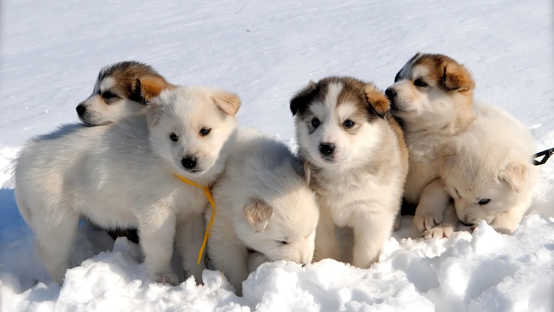 Найди щеночков. Лабрадор лайка. Щенки сибирской хаски Новорожденные. Собака зимой. Щенок зима.
