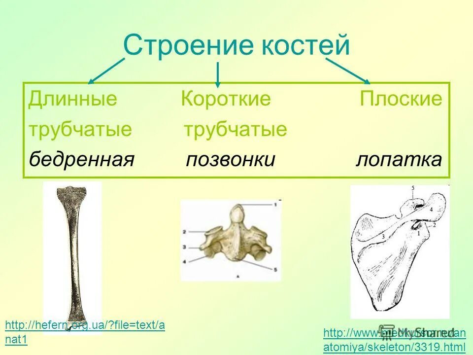 Трубчатой костью является лопатка
