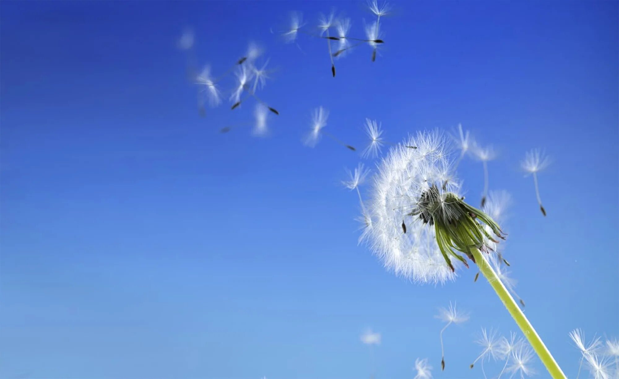 Одуванчик на ветру. Часы улетают. Красивое небо с птицами. Время летит летит ветер. Летающие часы.