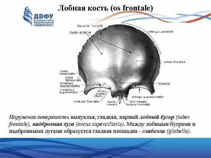 Размер лобной кости. Толщина лобной кости человека черепа. Лобная кость воздухоносная. Размер лобной кости. Лобная кость надглазничная вырезка.