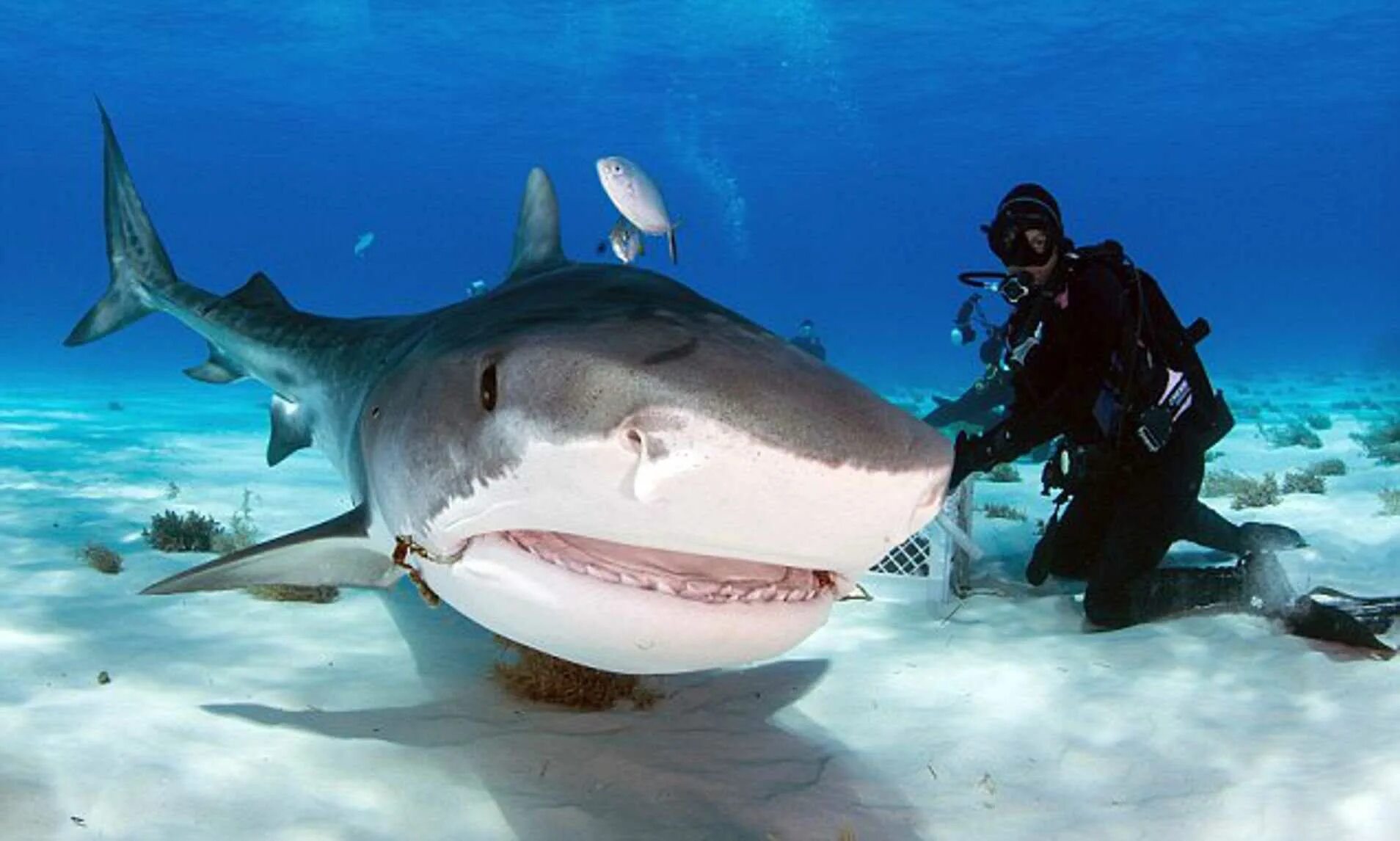 Обитают ли акулы. Акула тигровая Шарк. Белая тигровая акула. Гангская акула. Мадагаскарская острозубая акула.