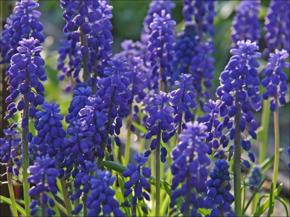 Растение индиго как выглядит Decadence ® 'Sparkling Sapphires' False Indigo Baptisia hybrid Proven Winner
