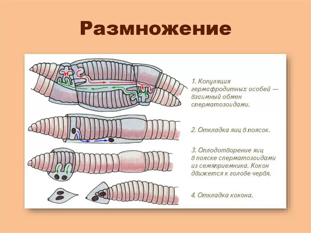 Дождевой червь имеет двустороннюю симметрию