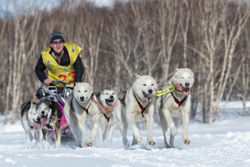 Камчатка берингия гонки на собаках. Собака team russia. Russian team dog. Team russian petlove. Собачьи упряжки камчатка.