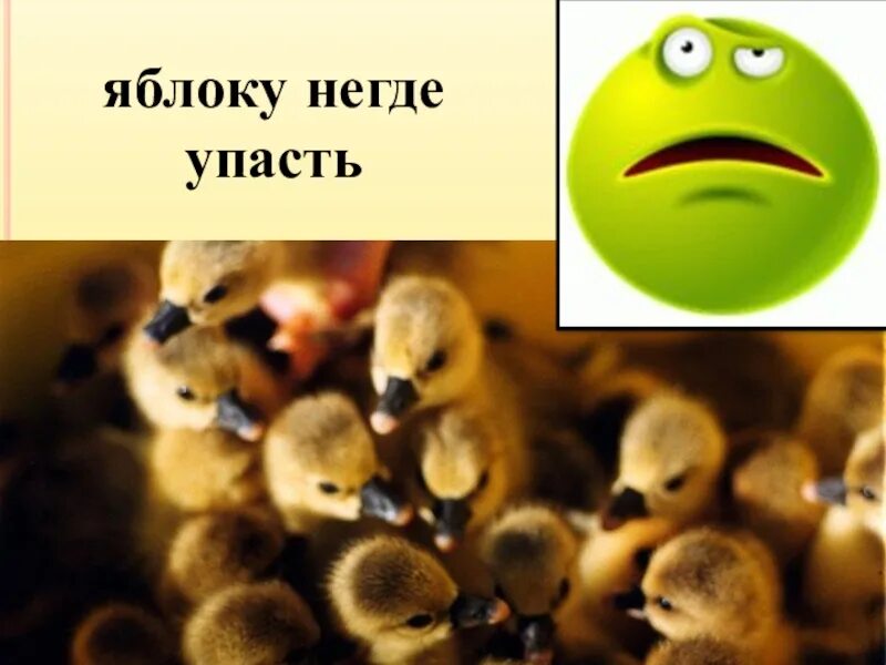 Яблоку негде упасть значение фразеологизма. Яблоку негде упасть. яблоку негде упасть фразеологизм. фразеологизм яблоку негде. яблоку негде упасть рисунок.