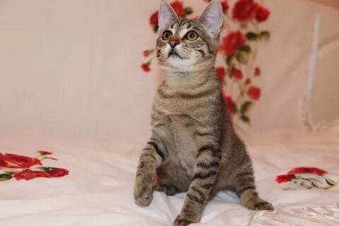 Годовалый кот