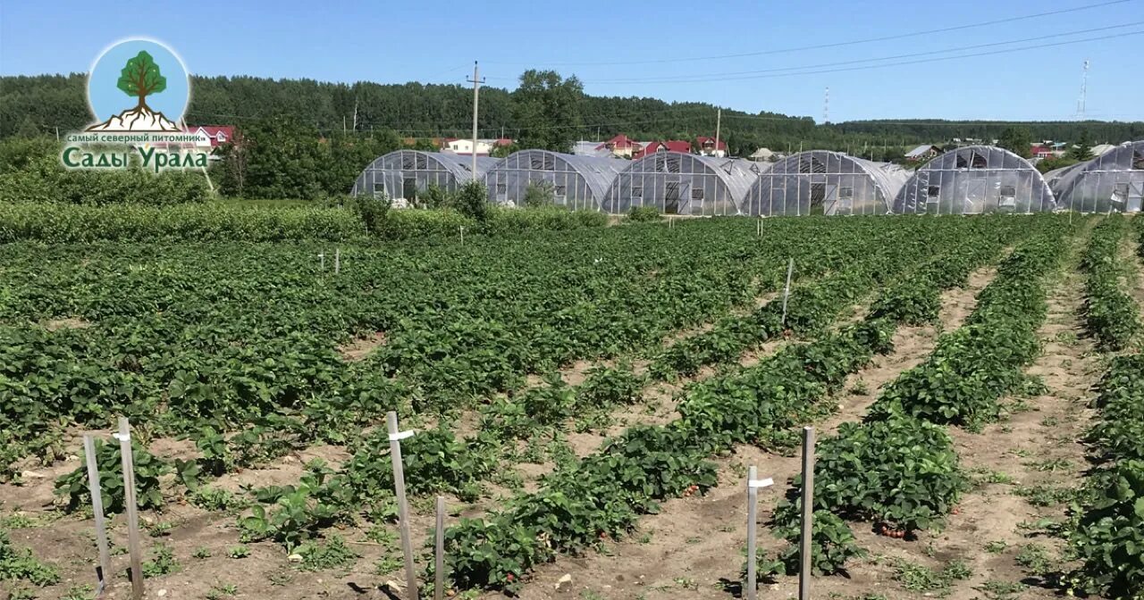 сады урала артёмовский питомник. артемовский питомник саженцев. сады урала артёмовский питомник миролеевой каталог на 2021 год. сады на урале свердловская область. артемовский питомник саженцев.