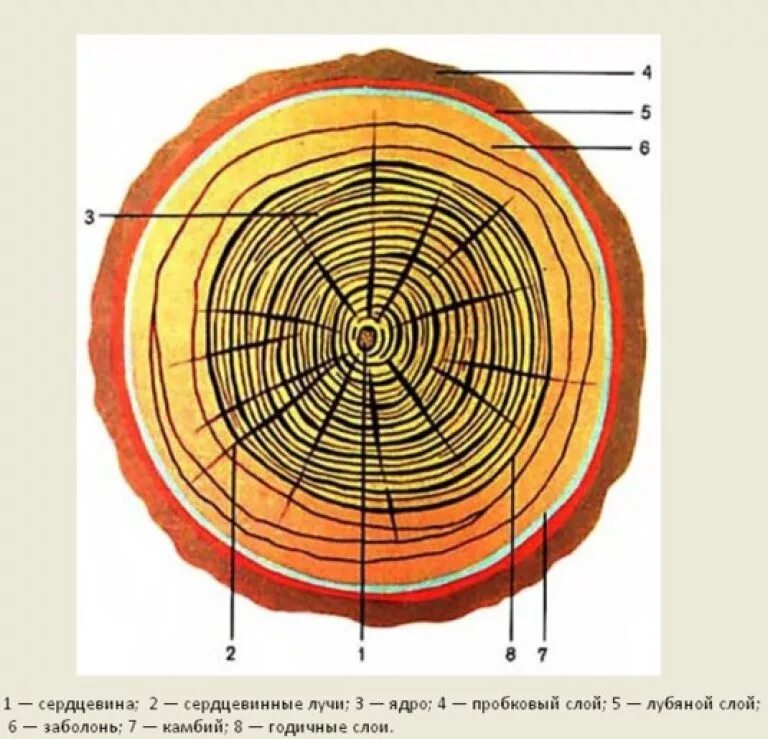 Зарисуйте срезы. Торцевой поперечный срез ствола. Поперечный срез годичных колец хвойных. Поперечный разрез дерева строение. Поперечный разрез ствола Хвойной древесины.