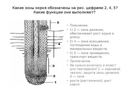 Какую функцию выполняет зона роста