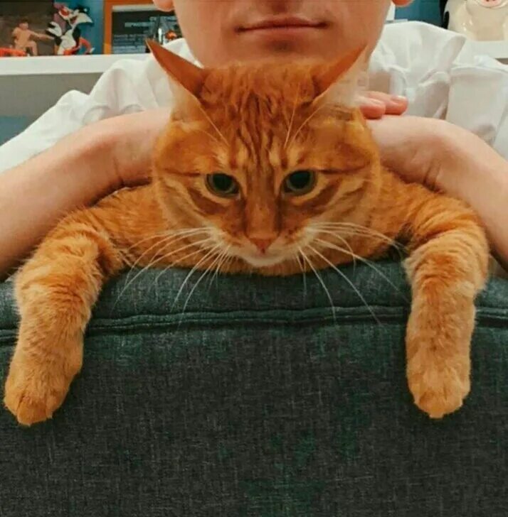 Кот брайана мапса. Тигра брайан мапс. тигра кот брайана. тигра кот брайна мапса. тигра из брайна мапс.