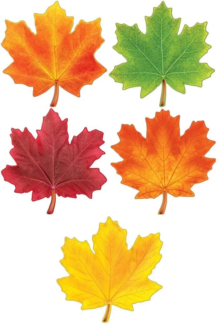 Осенние листья. Осенние листочки. Кленовый лист. Кленовые листочки.