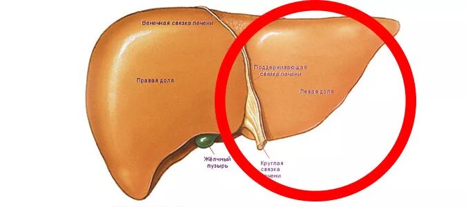 Край печени закруглен. Доли печени.