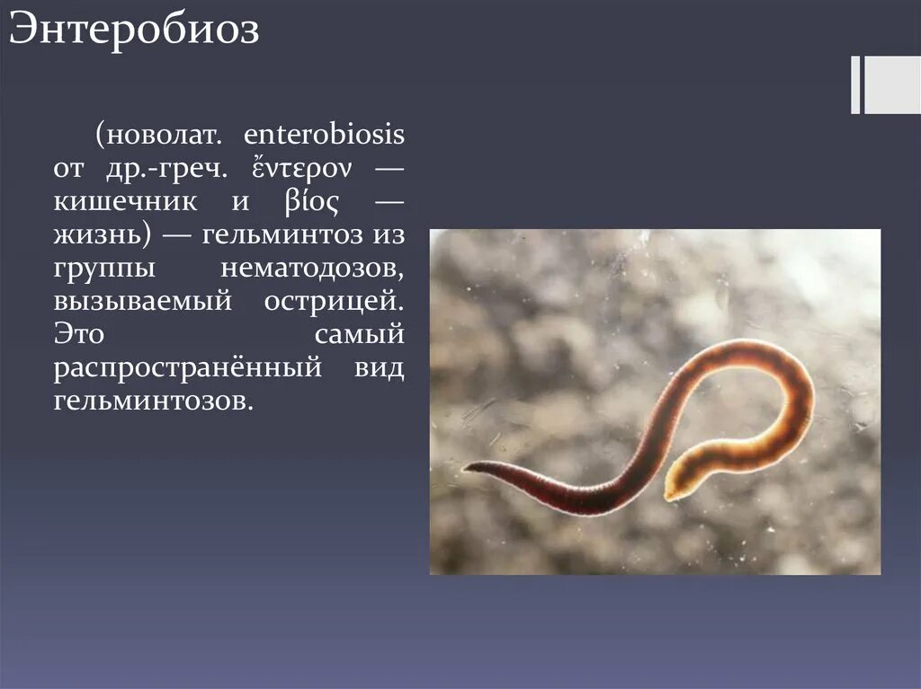 Энтеробиоз является. Глистные инвазии (энтеробиоз). энтеробиоз возбудитель заболевания. энтеробиоз вызывается. энтеробиоз у детей вызывается.