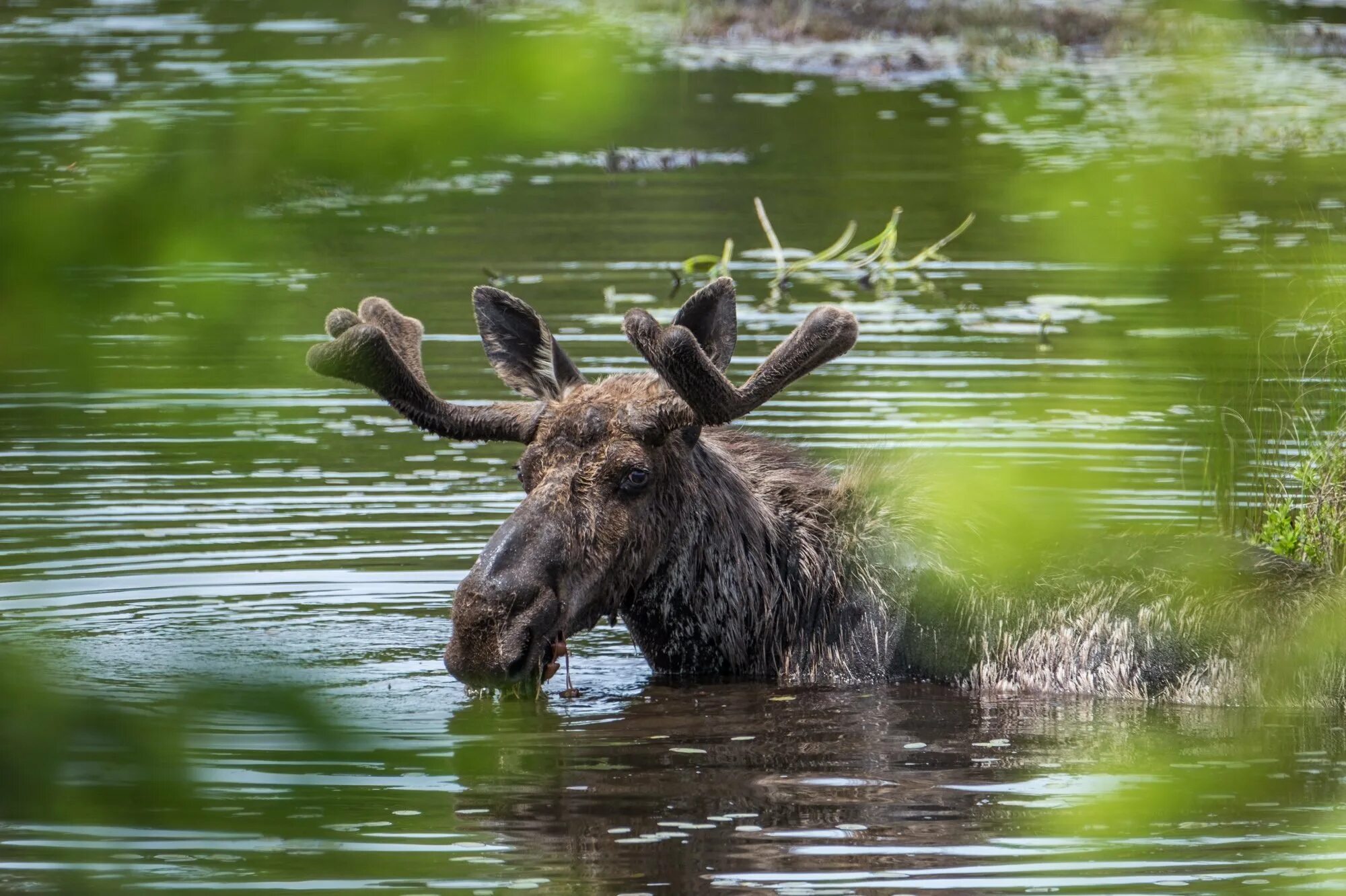 Сохатый Лось Байкал. Алтайский заповедник Лось. Ирландский Лось. Isle Royale National Park. Лось море