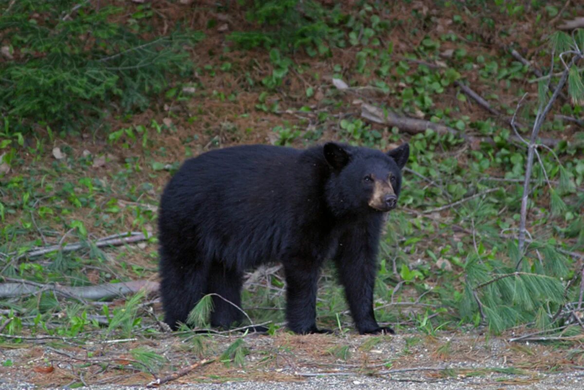 Медведь барибал умеет лазить по деревьям. Барибал. Барибал млекопитающие. Черный медведь. Самый большой медведь черный.
