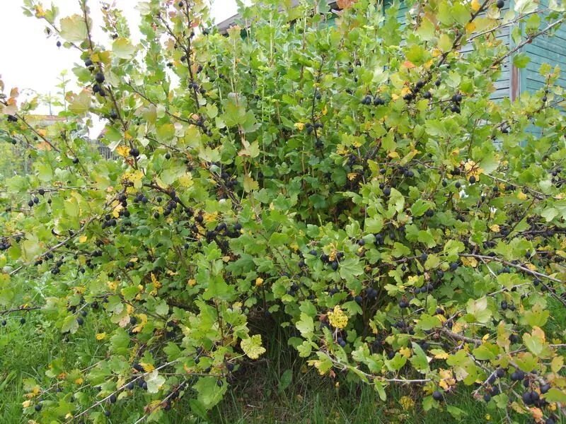 Крыжовник кустарник. Крыжовник куст. кустарники смородины и крыжовника. плодовые кустарники крыжовник. крыжовник обыкновенный кустарники.