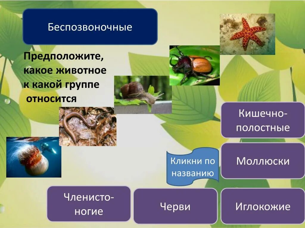 К группе беспозвоночных относится. Группы беспозвоночных животных. Позвоночные и беспозвоночные животные. Презентация по биологии беспозвоночные. Беспозвоночные животные презентация.