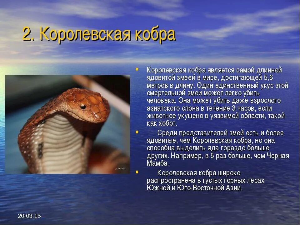 Королевская Кобра среда обитания. Королевская Кобра доклад. Сообщение о Кобре. Кобра описание для детей.