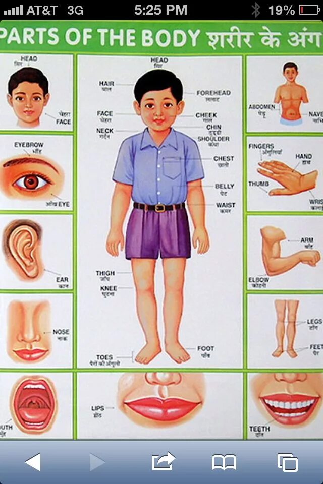 Ca part of body. Body parts for kids. body parts in english. body parts in english for kids. human body for kids.
