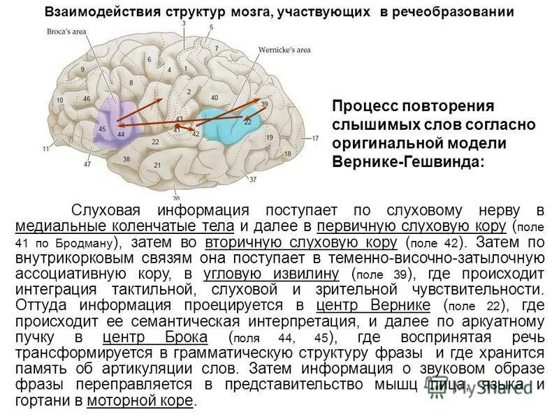 Поля коры больших полушарий. Подкорковые центры слуха в промежуточном мозге. Каналы поступления информации в мозг. Кора головного мозга зоны коры головного мозга. Локализация вторичной слуховой коры.