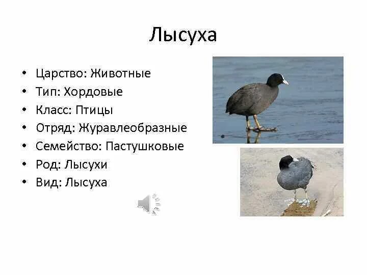 Птица царство тип класс отряд вид. Царство животные, класс птицы. тип хордовые класс птицы. птица класс отряд семейство род вид. лысуха систематика.