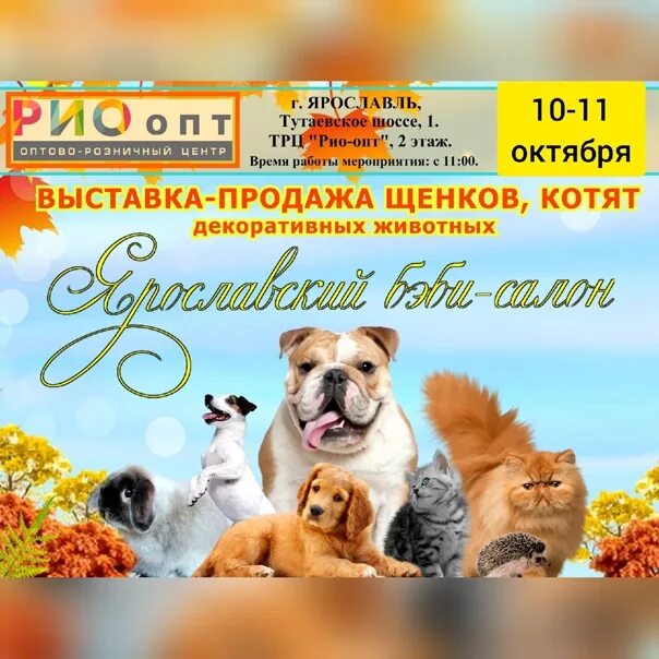 Выставки животных в москве 2025. Выставка животных. рио на тутаевском ярославль выставка животных. выставка щенков и котят ярославль рио. выставка кошек и собак.