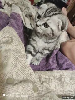Котята абакан