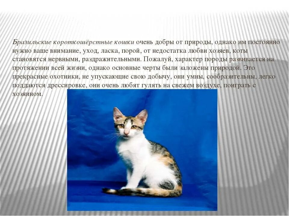 Европейская короткошерстная кошка характеристика породы. Европейская кошка короткошерстная характер. Европейская короткошёрстная кошка описание породы и характера. Европейская короткошёрстная кошка описание. Европейская короткошёрстная кошка описание породы и характера.