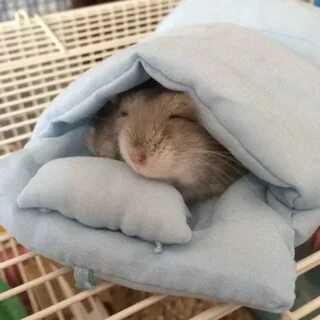Хомяк во сне для женщины