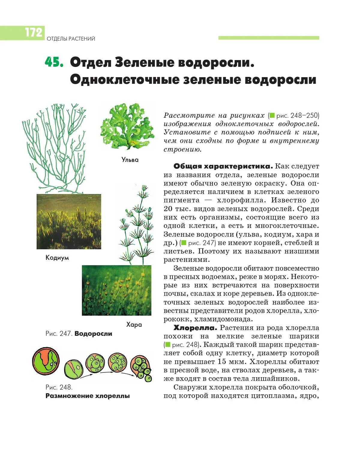 Растения класса водоросли. Зелёные водоросли. отделы растений. зеленые водоросли на растениях. зелёные водоросли отделы растений.