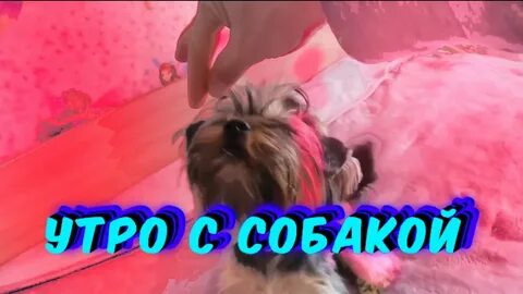 Влог с собакой