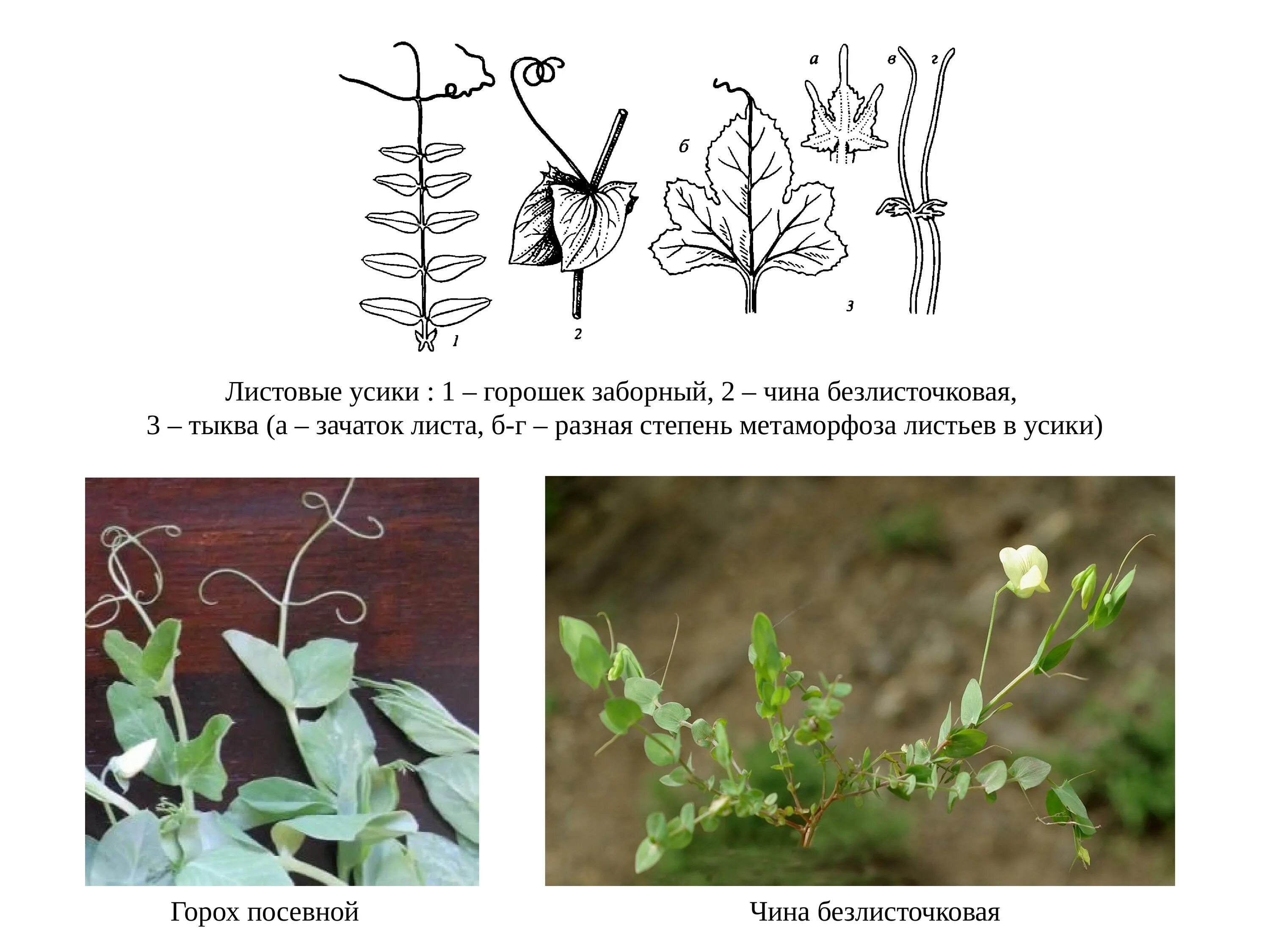 Листовые усики. Чина безлисточковая. Усики гороха. Усики гороха и чины.