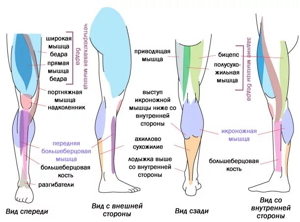 Часть ноги от стопы до колена спереди. Мышцы икры ног анатомия.