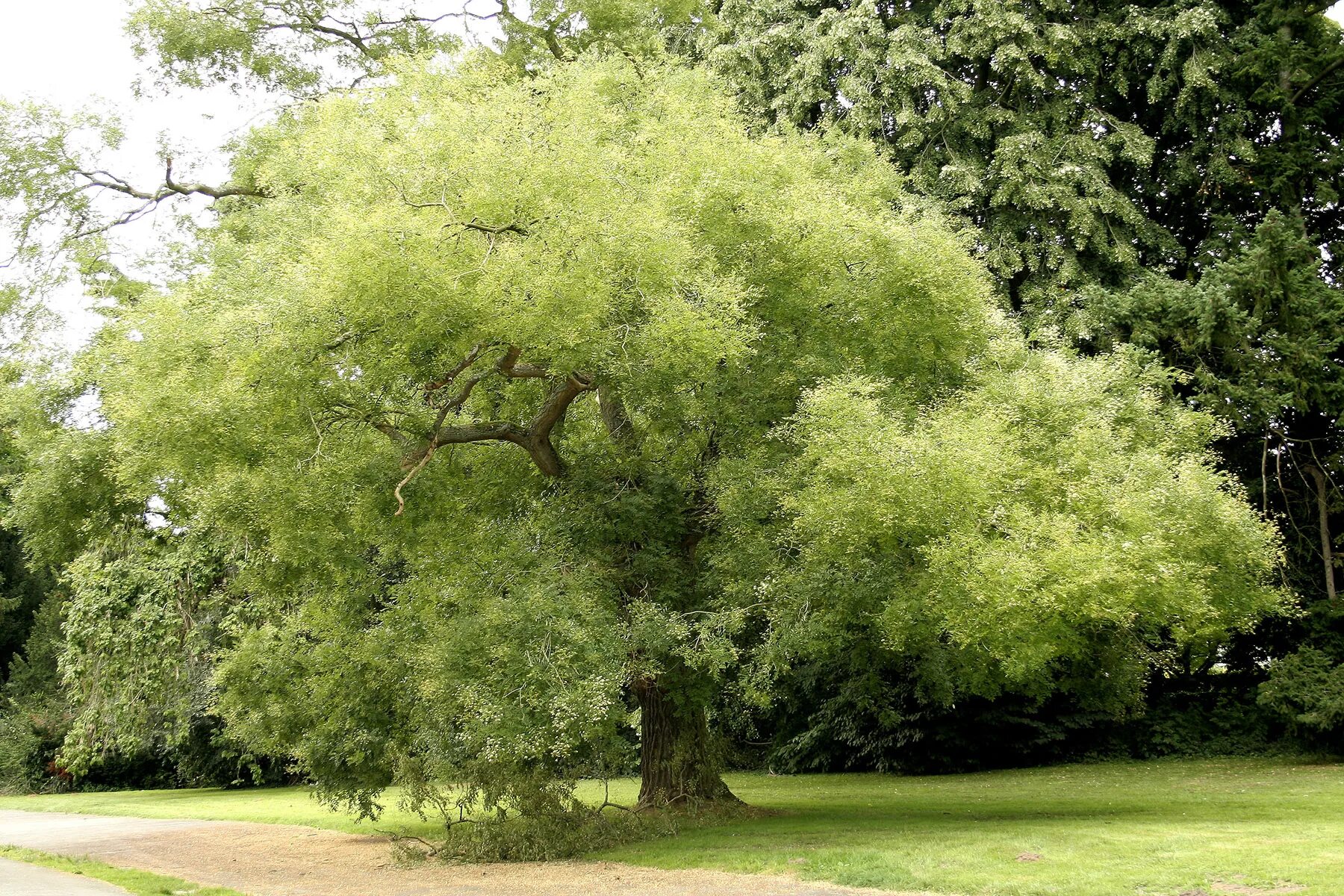 Красивое небольшое дерево. Софора японская. Софора дерево. Sophora japonica. Софора японская (Styphnolóbium japónicum).