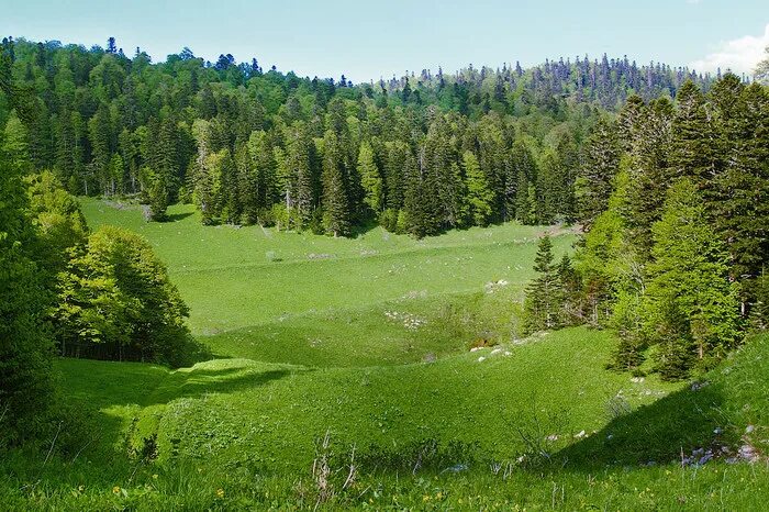 Тип климата в смешанных лесах. Климат широколиственных лесов. Поселок семи сосны пермский край. Фото леса. Смешанные леса росси рельеф.