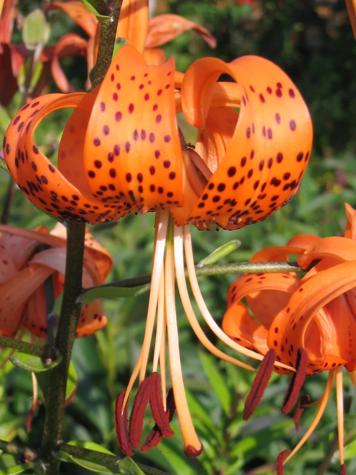 Лилия прекрасная рубрум. Лилия speciosum rubrum. Лилия Специозум рубрум. Лилия видовая прекрасная рубрум. Лилия рубрум Учида видовая.