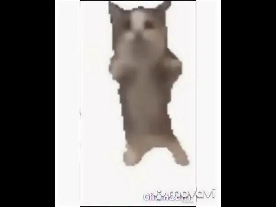 Кот флексит под. Флекс кота. котенок флексит. кот дико флексит. кот флексит головой.