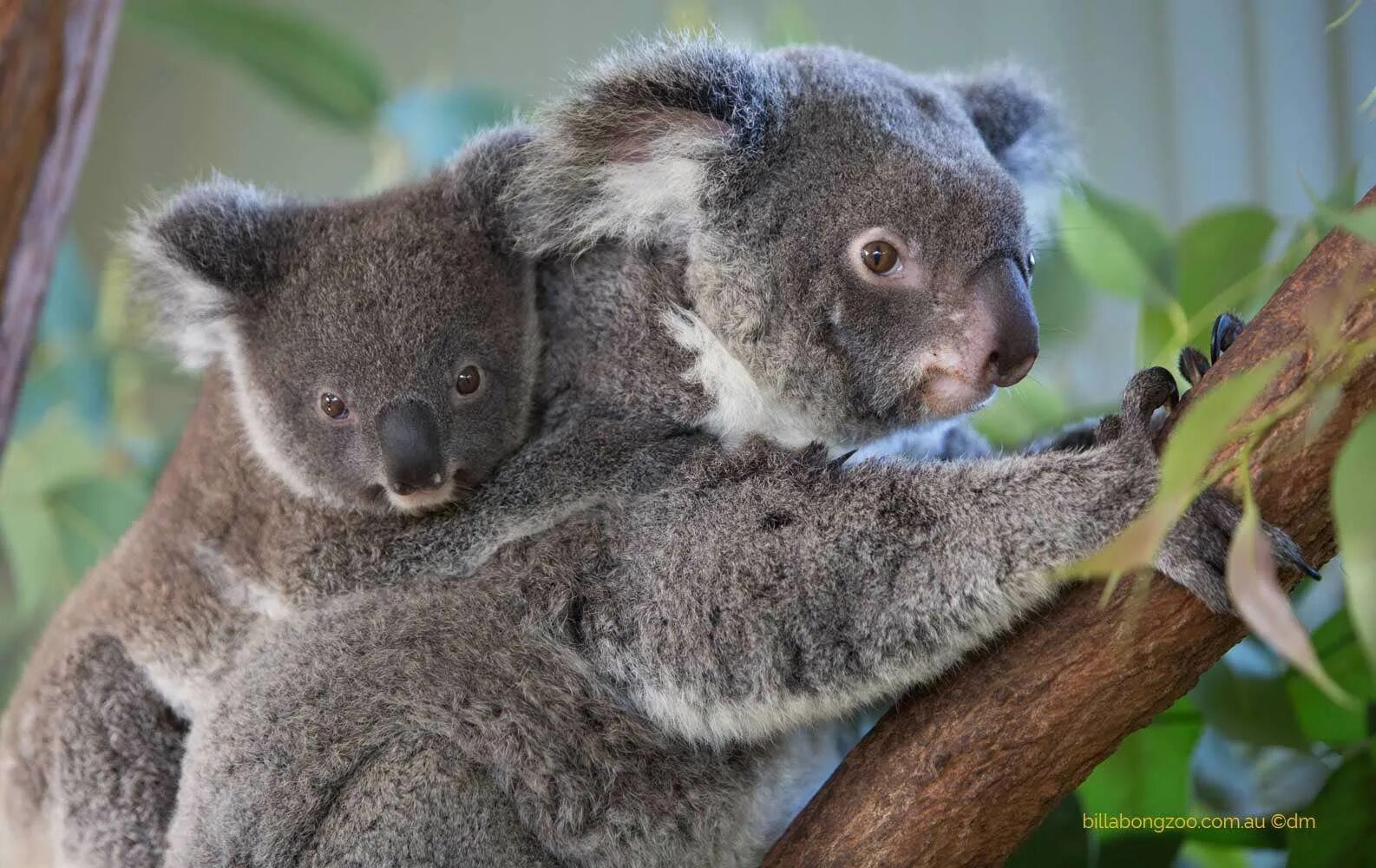 Коала. Млекопитающие коала. Коала в Австралии. Эндемики Австралии коала.
