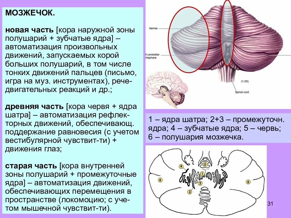 Мозжечок центры рефлексов. Движение глазных яблок обеспечивает мозжечок. Мозжечок центры нервной системы. Древняя Старая и новая части мозжечка. Мозжечок архицеребеллум.