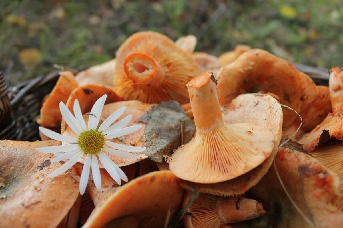 Рыжики грибы. Рыжик Сосновый/Боровой (Lactarius deliciosus);. Царский гриб Рыжик. Сосновый Бор рыжики. Рыжики летом