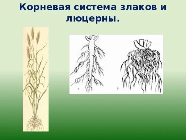 Овес двудольный. Мочковатая корневая система злаковых. Злаки с мочковатой корневой системой. Мочковатая корневая система пшеницы. Корневая система мочковатая у ржи.