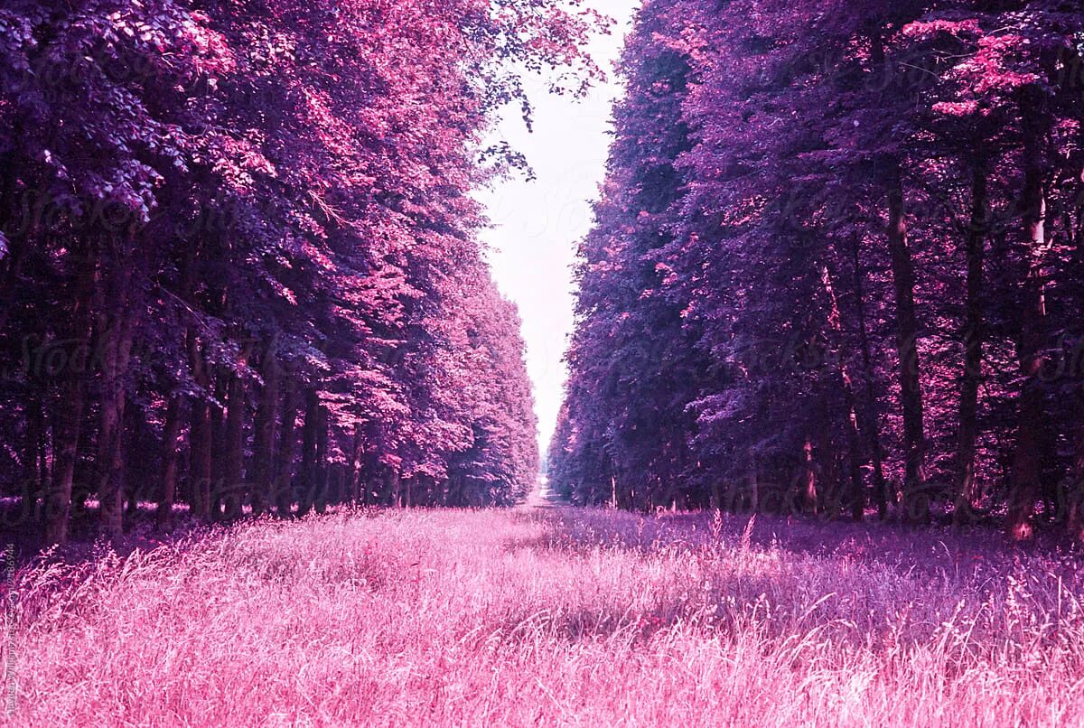 Dreamy Forest by Lillianevill Wallpaper, Paars, Kleurencombinaties