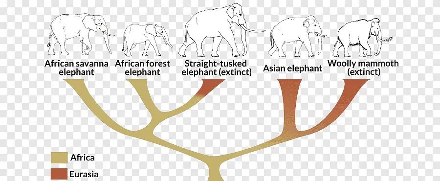 Филогенетический ряд слонов. Филогения слона. Филогенез хоботных. Азиатский слон генетика. Какой тип развития характерен для африканского слона